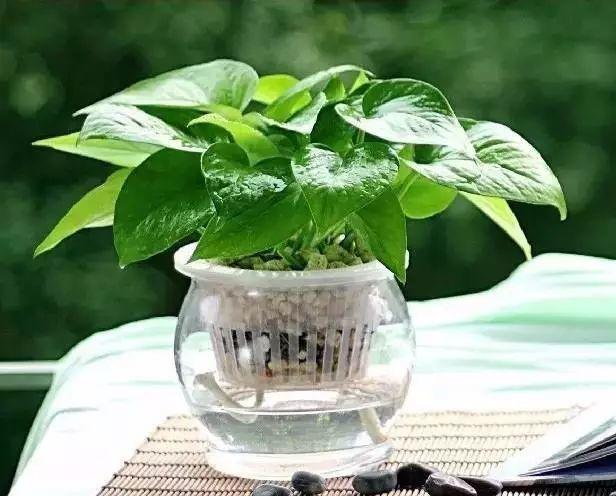 家裝小課堂|史上zui全的吸毒植物 · 新房必備