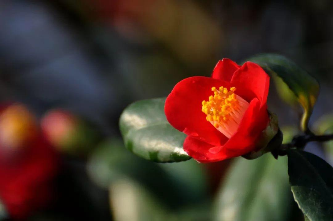 花花世界|從神劇“千與千尋”看植物配置與建筑！