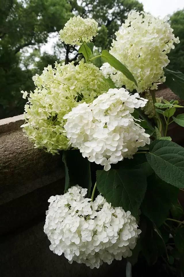 花花世界|花草界的“顏值王”竟然是它！