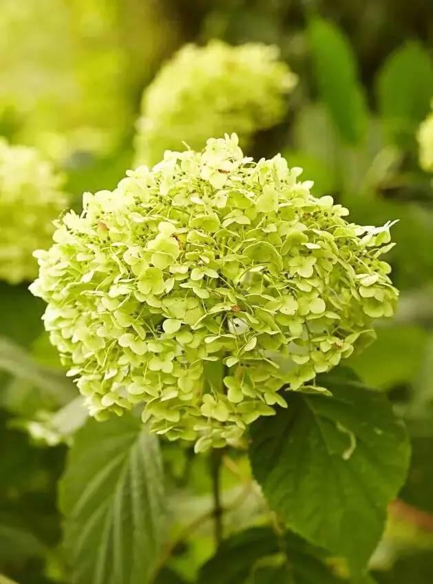 花花世界|花草界的“顏值王”竟然是它！