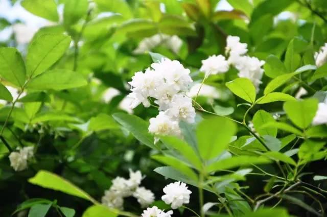 微園林|適合在庭院里種植的16種驅(qū)蚊植物