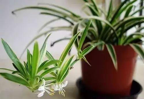 家裝小課堂|史上zui全的吸毒植物 · 新房必備
