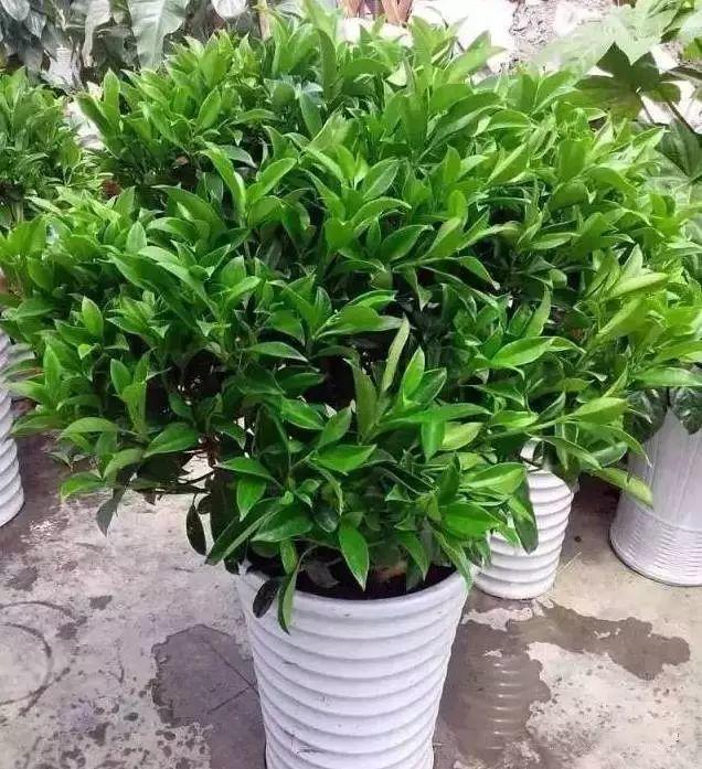 家裝小課堂|史上zui全的吸毒植物 · 新房必備