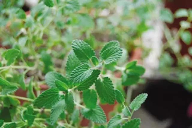 微園林|適合在庭院里種植的16種驅(qū)蚊植物