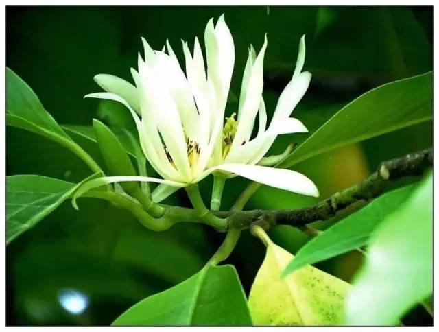 微園林|適合在庭院里種植的16種驅(qū)蚊植物