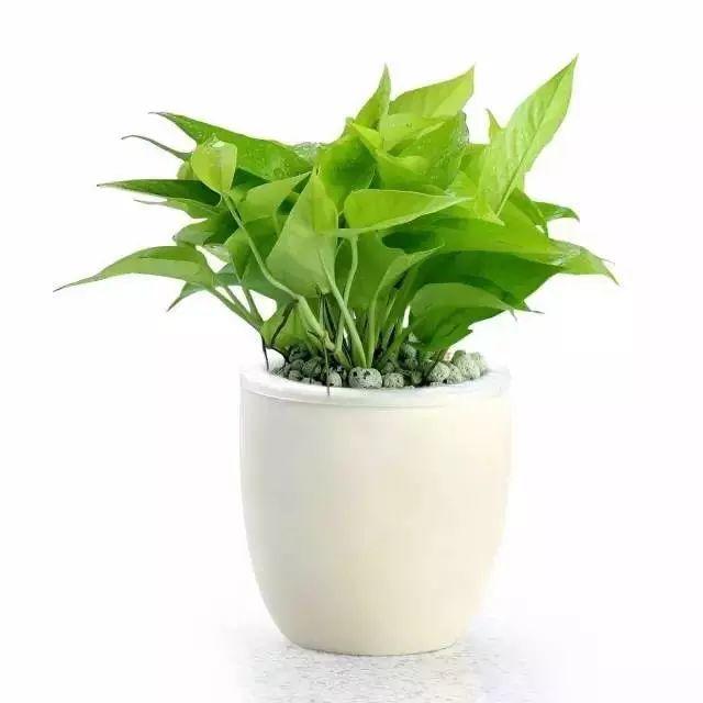 家裝小課堂|史上zui全的吸毒植物 · 新房必備