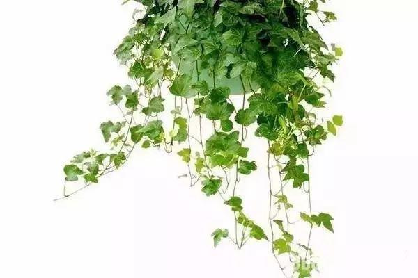 家裝小課堂|史上zui全的吸毒植物 · 新房必備