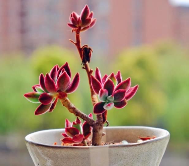 花花世界|40種多肉植物的秋季養(yǎng)護經(jīng)驗??！入秋之后的你必備哦。