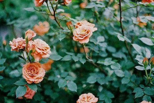 花花世界|如何用植物裝點(diǎn)你的花園露臺(tái)，你的家？