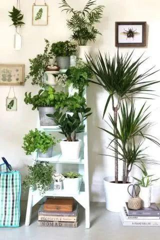 把植物花草作為“藝術(shù)品”收納 ?