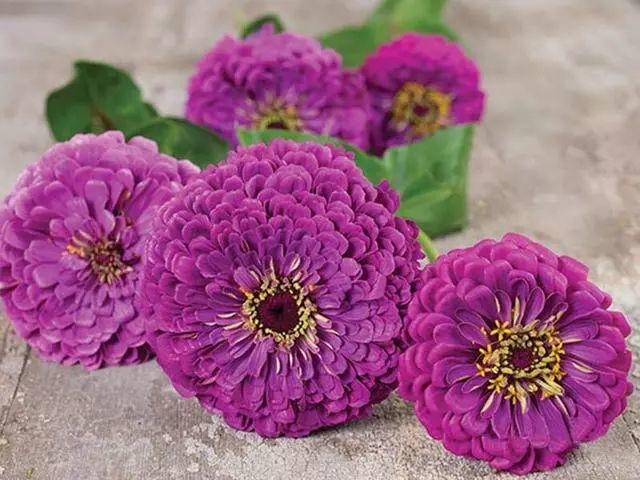花花世界|好種又好看的百日草，如果你有院子一定不要錯過它