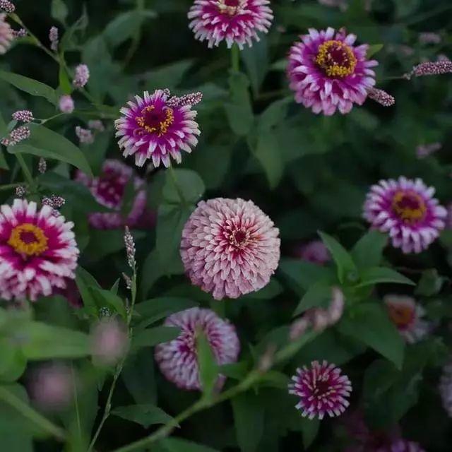 花花世界|好種又好看的百日草，如果你有院子一定不要錯過它