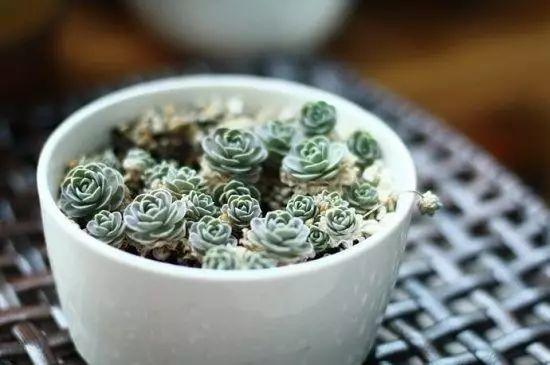 花花世界|40種多肉植物的秋季養(yǎng)護經(jīng)驗！！入秋之后的你必備哦。