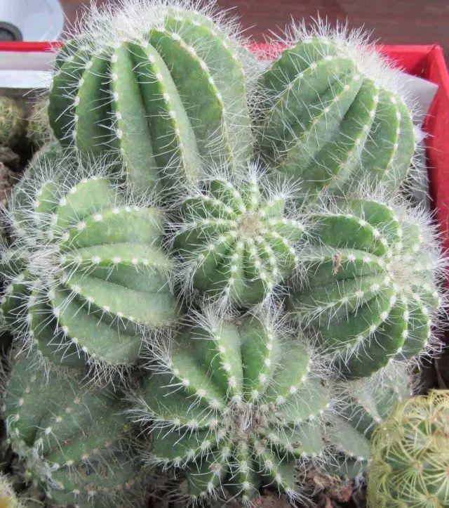花花世界|40種多肉植物的秋季養(yǎng)護經(jīng)驗??！入秋之后的你必備哦。