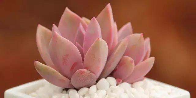 花花世界|40種多肉植物的秋季養(yǎng)護經(jīng)驗??！入秋之后的你必備哦。