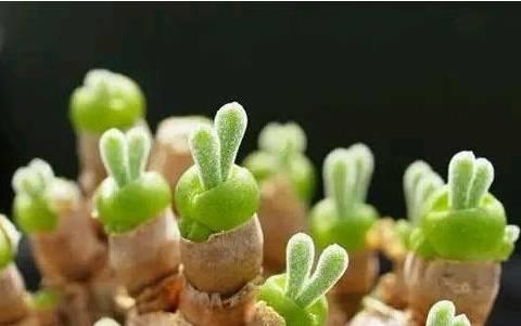 花花世界|40種多肉植物的秋季養(yǎng)護經(jīng)驗?。∪肭镏蟮哪惚貍渑?。