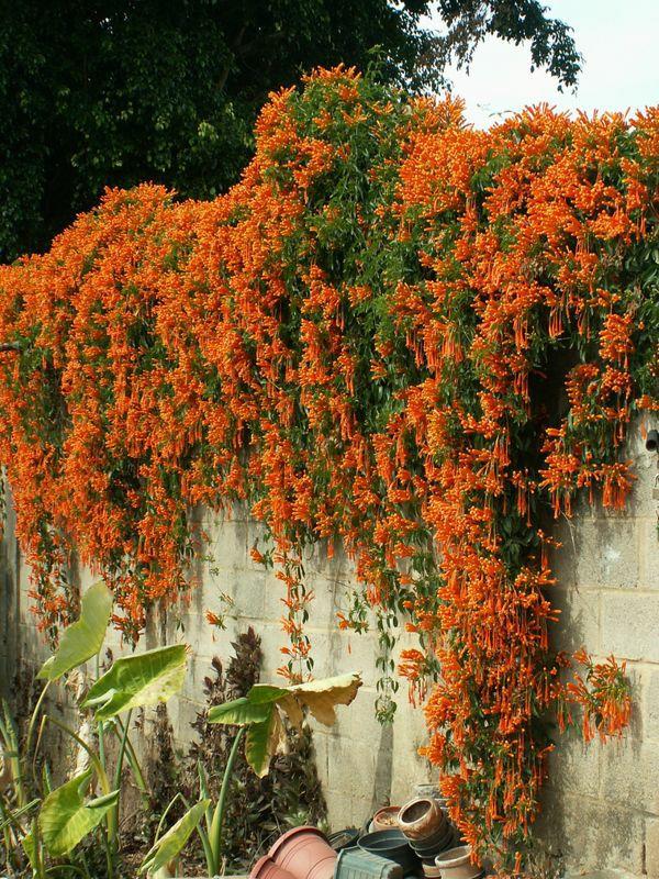 花花世界|如何用植物裝點(diǎn)你的花園露臺(tái)，你的家？