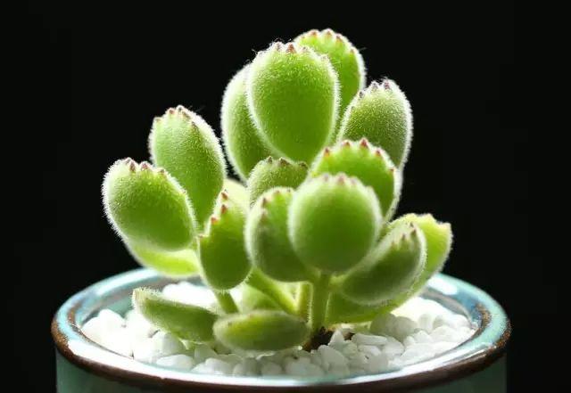 花花世界|40種多肉植物的秋季養(yǎng)護經(jīng)驗！！入秋之后的你必備哦。
