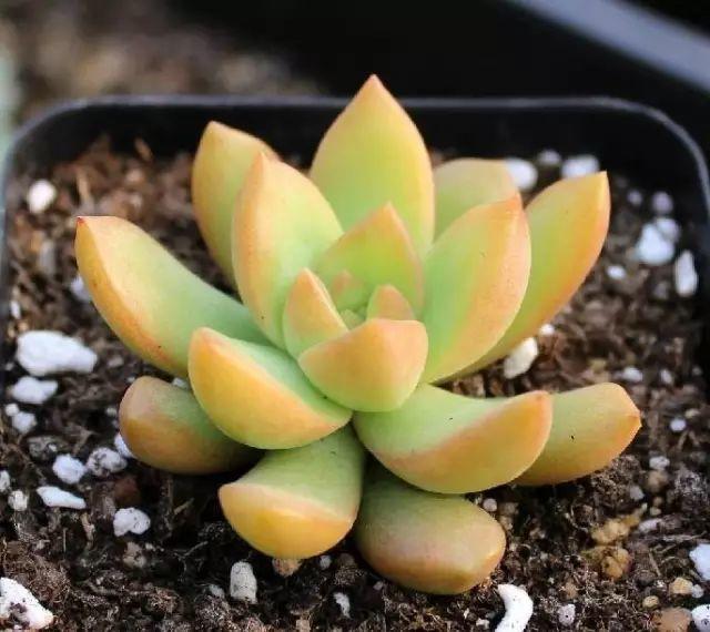 花花世界|40種多肉植物的秋季養(yǎng)護經(jīng)驗！！入秋之后的你必備哦。