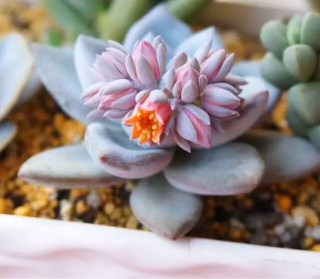 花花世界|40種多肉植物的秋季養(yǎng)護經(jīng)驗??！入秋之后的你必備哦。