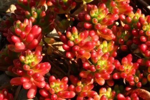 花花世界|40種多肉植物的秋季養(yǎng)護經(jīng)驗?。∪肭镏蟮哪惚貍渑?。