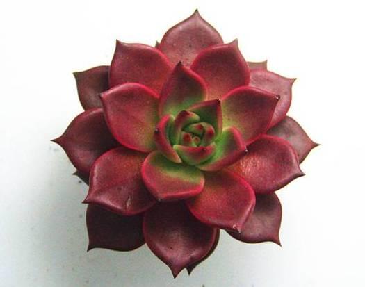 花花世界|40種多肉植物的秋季養(yǎng)護經(jīng)驗??！入秋之后的你必備哦。