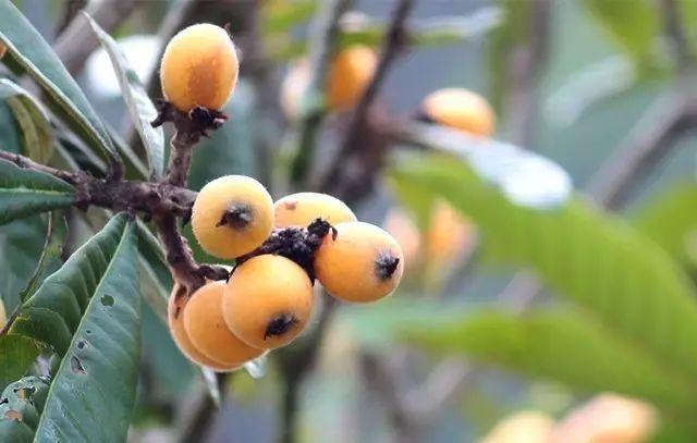 花花世界|如何用植物裝點(diǎn)你的花園露臺(tái)，你的家？