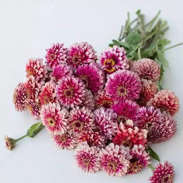 花花世界|好種又好看的百日草，如果你有院子一定不要錯過它