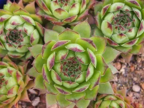 花花世界|40種多肉植物的秋季養(yǎng)護經(jīng)驗??！入秋之后的你必備哦。