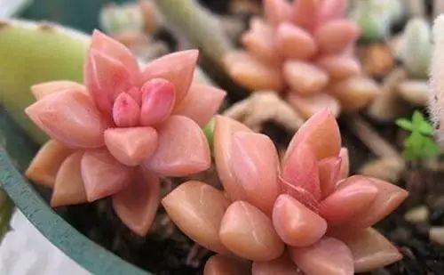 花花世界|40種多肉植物的秋季養(yǎng)護經(jīng)驗??！入秋之后的你必備哦。