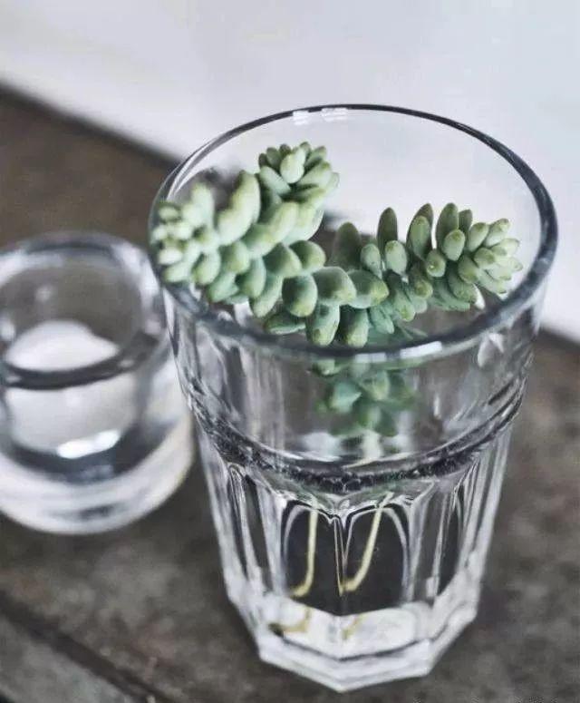 把植物花草作為“藝術(shù)品”收納 ?