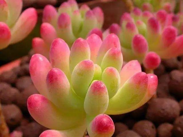 花花世界|40種多肉植物的秋季養(yǎng)護經(jīng)驗??！入秋之后的你必備哦。