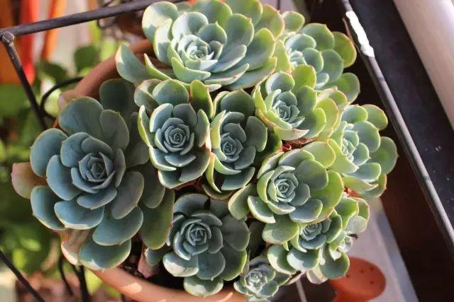花花世界|40種多肉植物的秋季養(yǎng)護經(jīng)驗！！入秋之后的你必備哦。