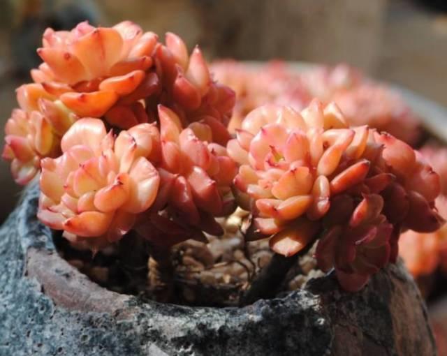 花花世界|40種多肉植物的秋季養(yǎng)護經(jīng)驗?。∪肭镏蟮哪惚貍渑?。