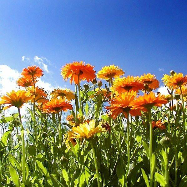 花花世界|如何用植物裝點(diǎn)你的花園露臺(tái)，你的家？