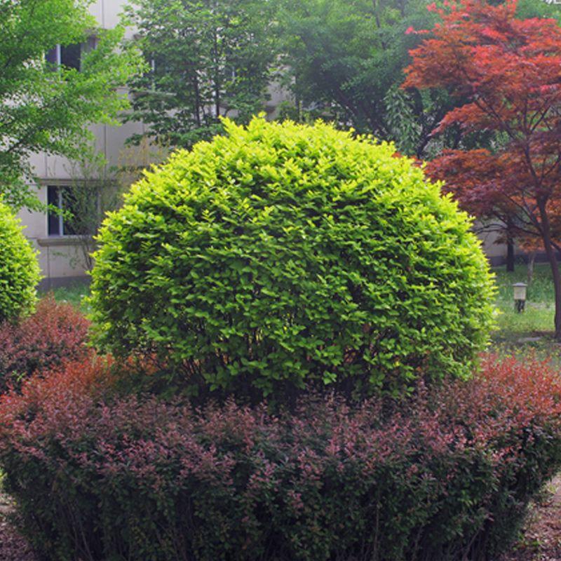 花花世界|如何用植物裝點(diǎn)你的花園露臺(tái)，你的家？