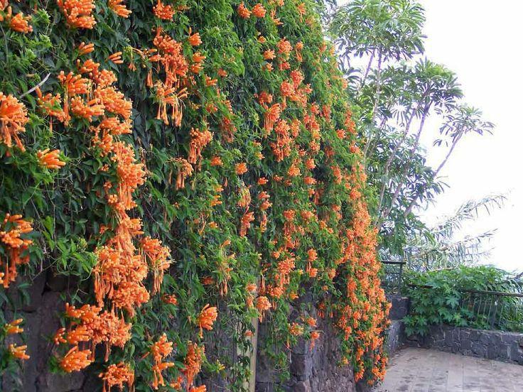 花花世界|如何用植物裝點(diǎn)你的花園露臺(tái)，你的家？