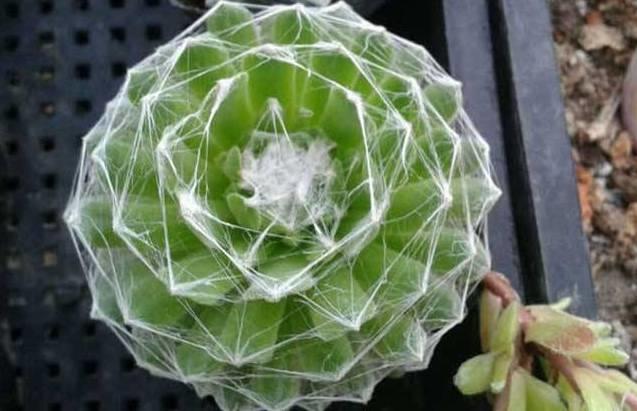 花花世界|40種多肉植物的秋季養(yǎng)護經(jīng)驗??！入秋之后的你必備哦。