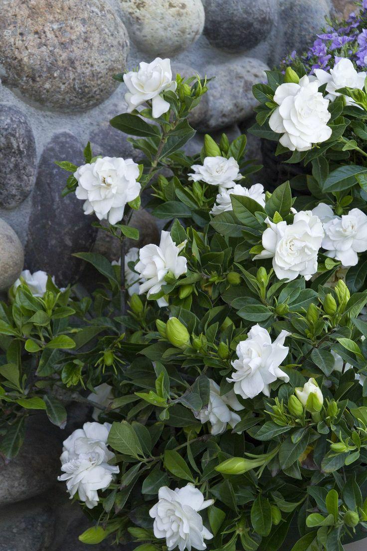 花花世界|如何用植物裝點(diǎn)你的花園露臺(tái)，你的家？