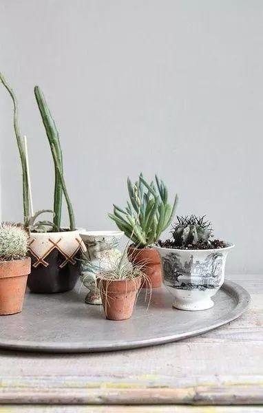 把植物花草作為“藝術(shù)品”收納 ?