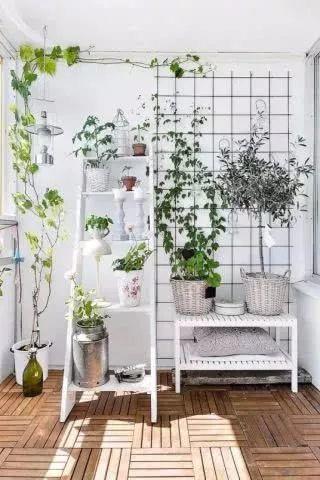 把植物花草作為“藝術(shù)品”收納 ?