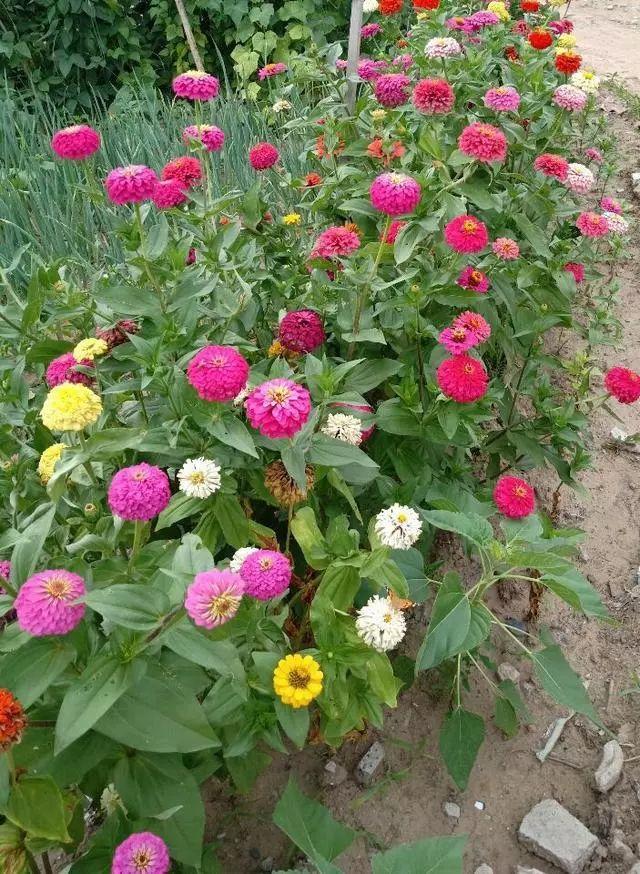 花花世界|好種又好看的百日草，如果你有院子一定不要錯過它