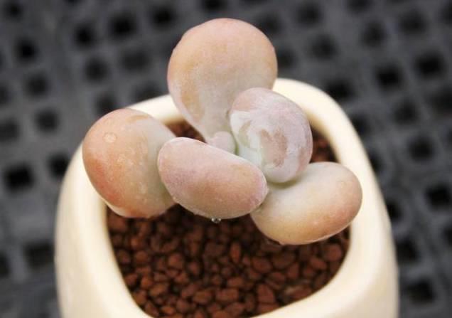 花花世界|40種多肉植物的秋季養(yǎng)護經(jīng)驗！！入秋之后的你必備哦。