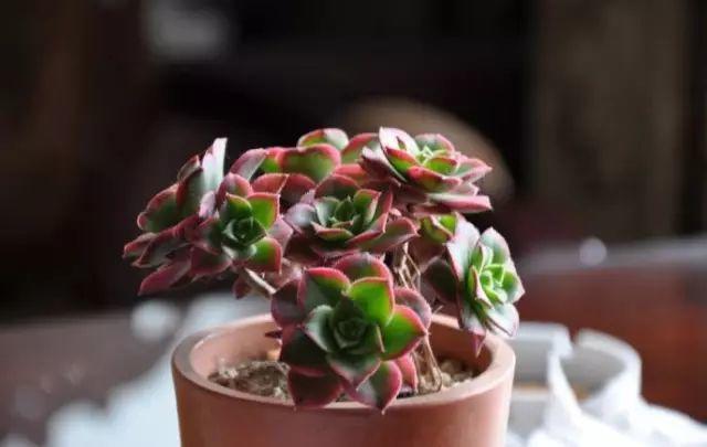 花花世界|40種多肉植物的秋季養(yǎng)護經(jīng)驗??！入秋之后的你必備哦。