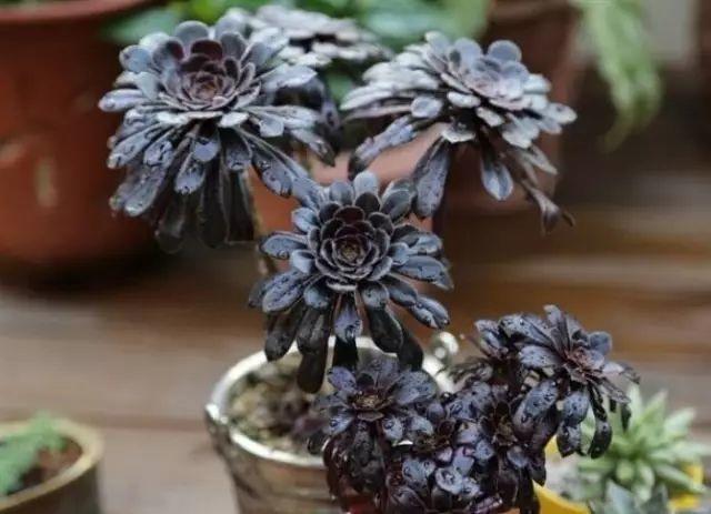 花花世界|40種多肉植物的秋季養(yǎng)護經(jīng)驗??！入秋之后的你必備哦。