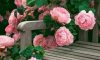 花花世界|如何用植物裝點(diǎn)你的花園露臺(tái)，你的家？
