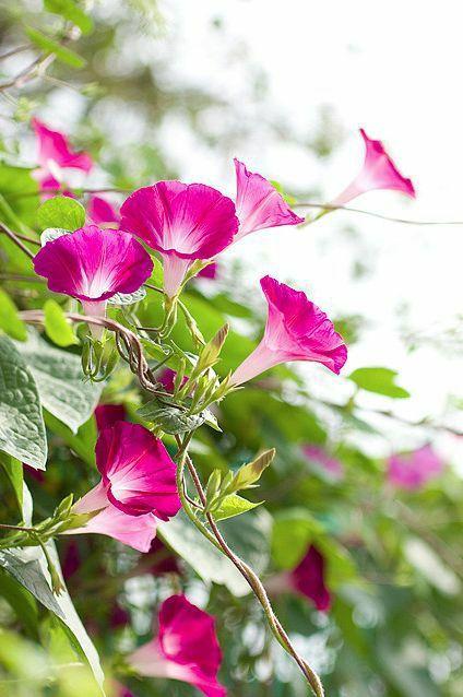 花花世界|如何用植物裝點(diǎn)你的花園露臺(tái)，你的家？