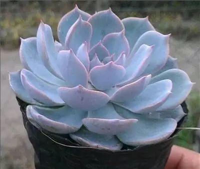 花花世界|40種多肉植物的秋季養(yǎng)護經(jīng)驗??！入秋之后的你必備哦。