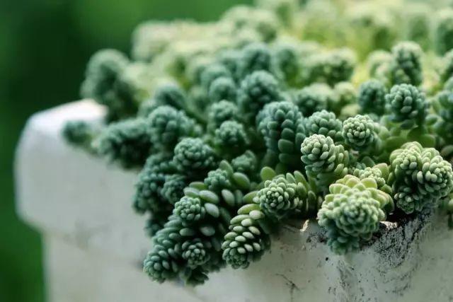 花花世界|40種多肉植物的秋季養(yǎng)護經(jīng)驗??！入秋之后的你必備哦。