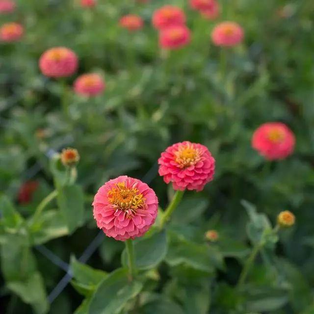 花花世界|好種又好看的百日草，如果你有院子一定不要錯過它